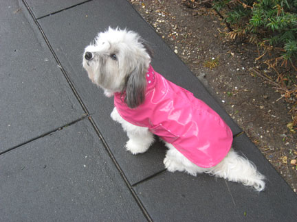 pinkraincoat1s_3772