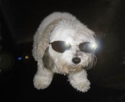 SunglassesDoubleFlared_sml