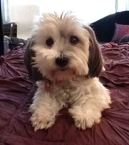 RoxBewilderedinBedsm