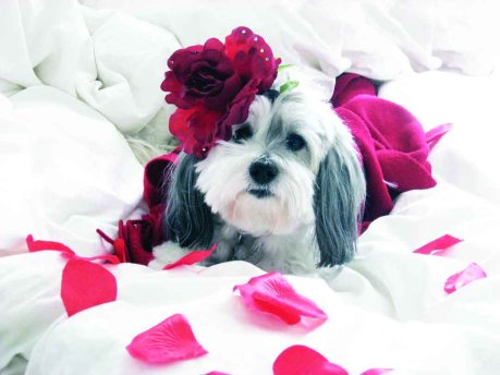 ValentineGirlBrighterext