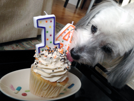 14thBDayCupcackeLick_sml