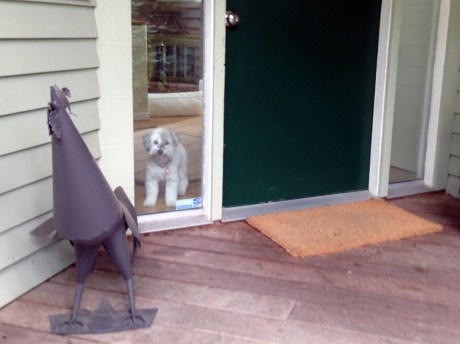 FrontDoorWindowStare