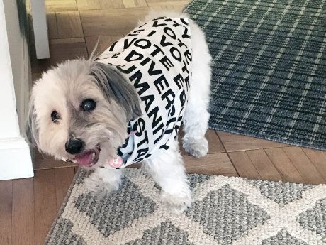 MeTooDogsLivesMatter